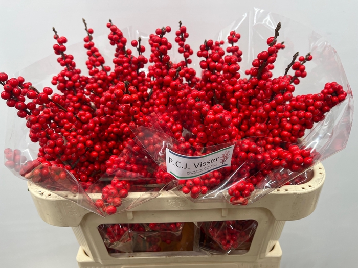 <h4>ILEX VE RODE BES</h4>