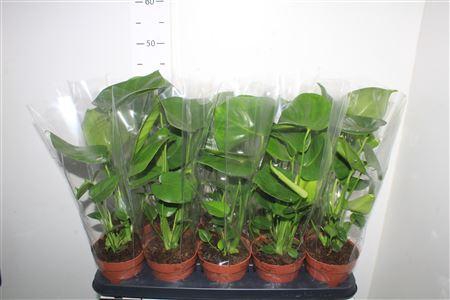 <h4>Monstera Deliciosa</h4>
