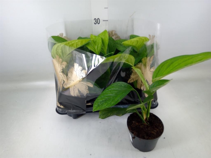 <h4>Monstera   ...</h4>