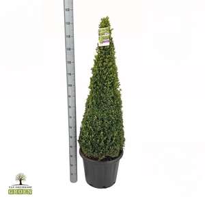 Buxus Sempervirens Piramide 120-130