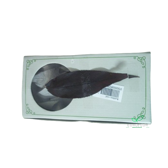 <h4>BUDDLEIA ROOD</h4>