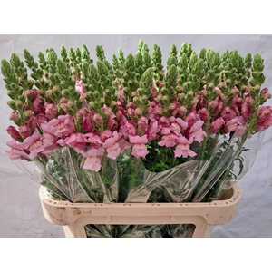 Antir Potomac Lavender Cd Groen