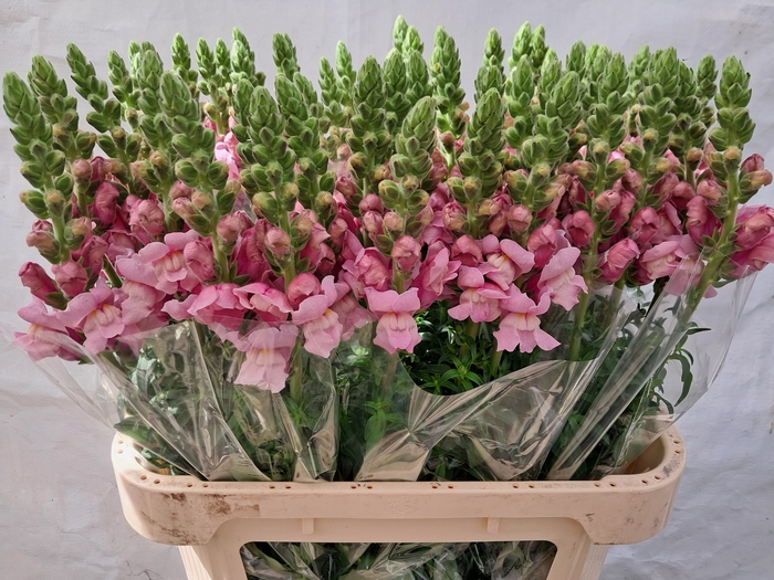 <h4>Antir Potomac Lavender Cd Groen</h4>