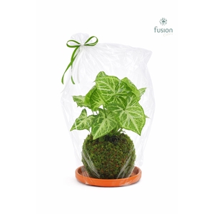 Terracotta schotel met Mosbollen en Syngonium 24 uur levertijd