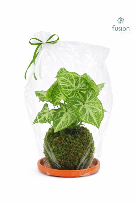 <h4>Terracotta schotel met Mosbollen en Syngonium 24 uur levertijd</h4>