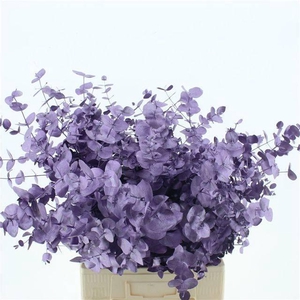 EUC CIN KLB P BOS H%