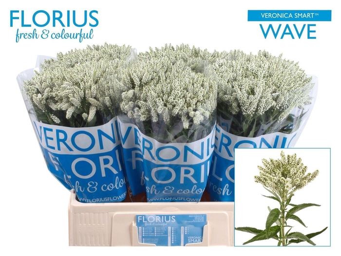 <h4>VERONICA MEDIA 'SMART WAVE'</h4>