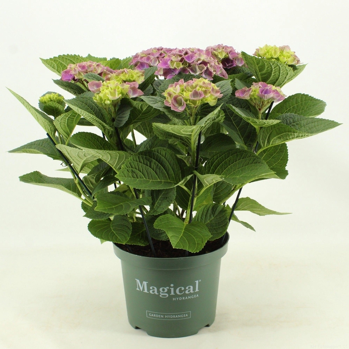 <h4>Magical Amethyst blauw</h4>