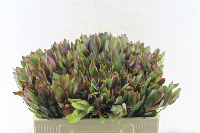 <h4>Leucad Senorita</h4>