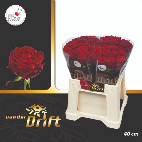 <h4>R GR RED NAOMI! 40cm A2</h4>