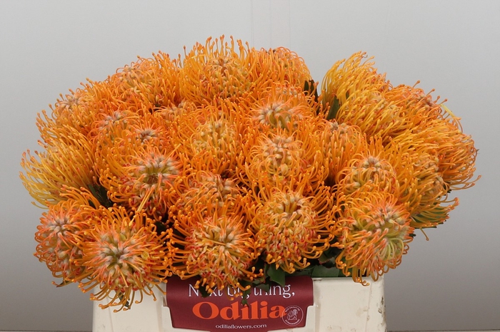 Nutans Soleil
