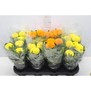 TAGETE MARIGOLD P13 VARIADO