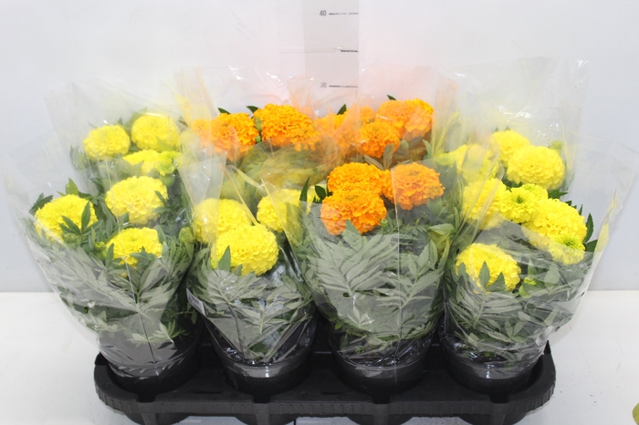 <h4>TAGETE MARIGOLD P13 VARIADO</h4>
