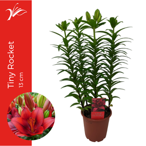 Lilium Tiny Rocket 13 cm (az. lelie)