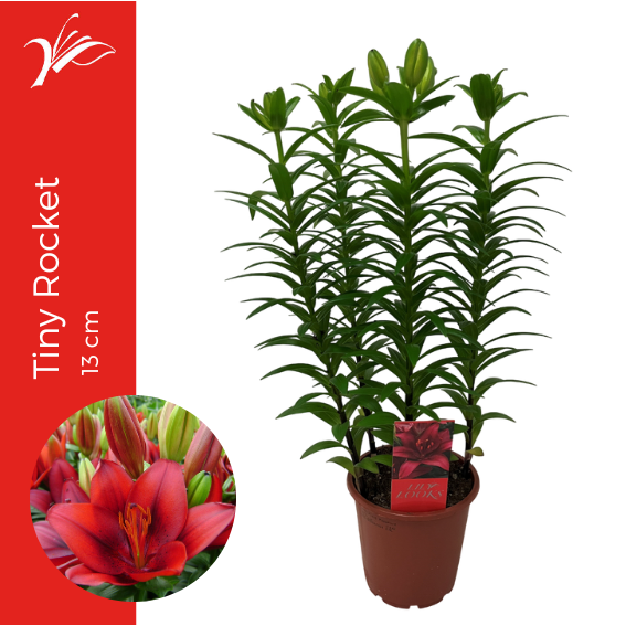 <h4>Lilium Tiny Rocket 13 cm (az. lelie)</h4>