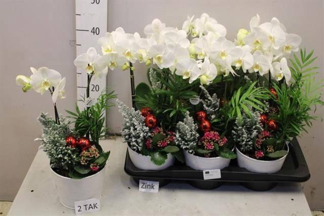 <h4>ARR KAMERPL BLOEI</h4>