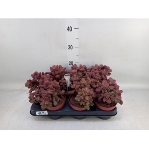 Cotyledon tome. ladys.