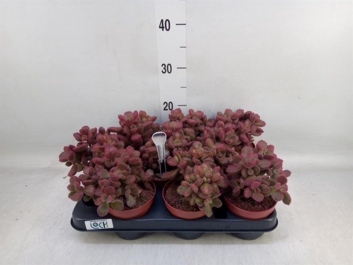 <h4>Cotyledon tome. ladys.</h4>