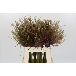 Allium Schubertii