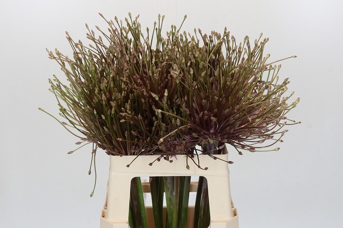 <h4>Allium Schubertii</h4>