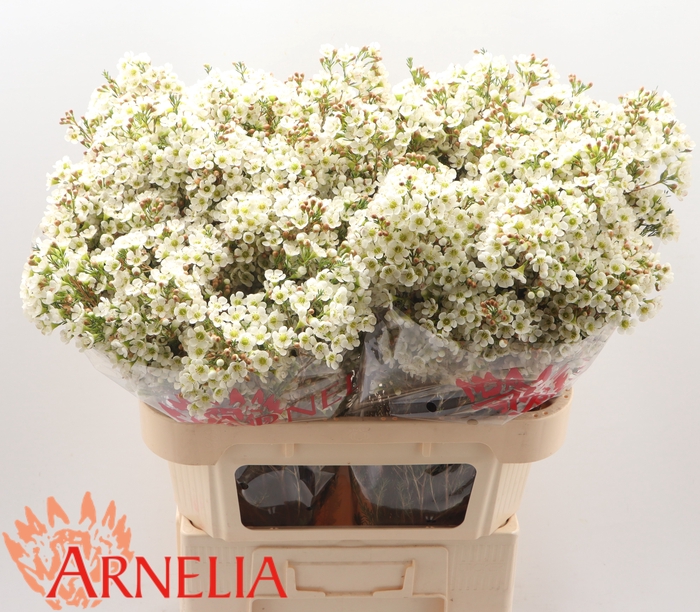 <h4>Chamelaucium Dawn Pearl</h4>