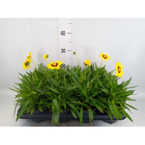 Coreopsis grand. 'Presto'