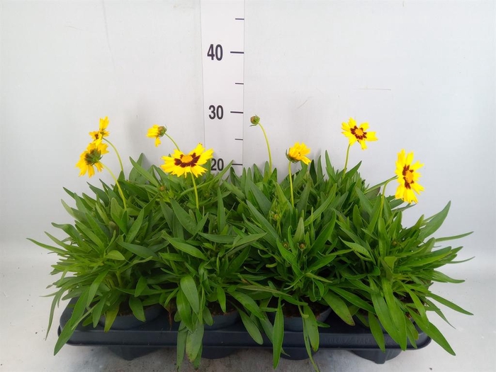 <h4>Coreopsis grand. 'Presto'</h4>