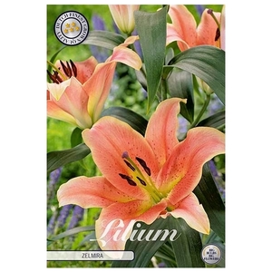 lilium Zelmira x2 16/18