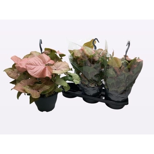 Syngonium Red Heart 19Ø 40cm