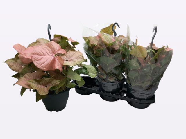 Syngonium Red Heart 19Ø 40cm