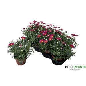 ARG LA RITA PURP RED