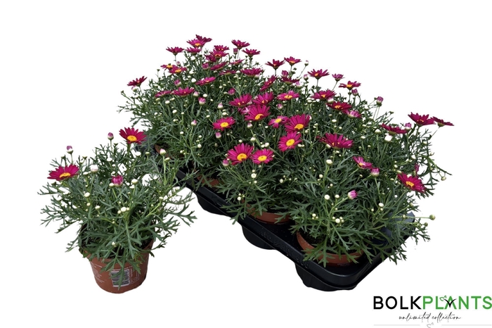 <h4>ARG LA RITA PURP RED</h4>