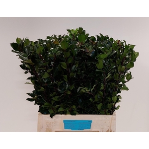 ILEX BL M BLU PRINCE