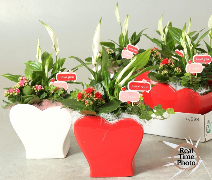 <h4>ARR KAMERPL</h4>