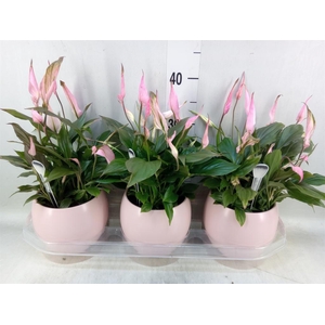 Spathiphyllum  'Bellini'