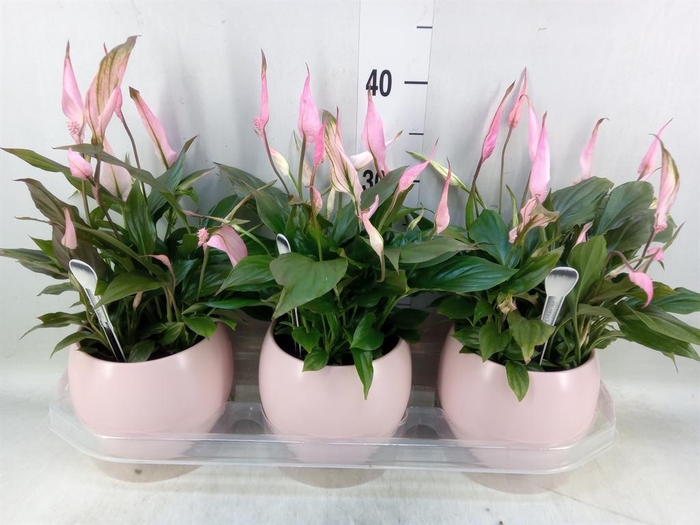 <h4>Spathiphyllum  'Bellini'</h4>