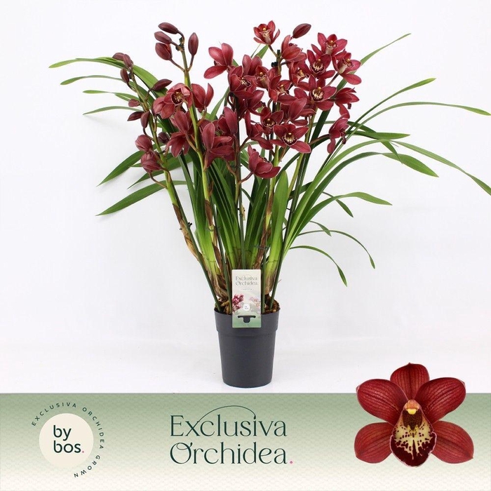 <h4>Cymbidium, Red Beauty Roy 5-spike P14 'Exclusiva Orchidea'</h4>