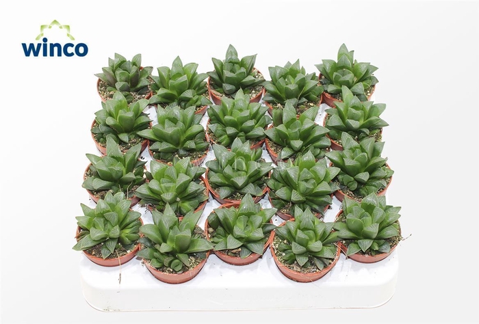 <h4>Haworthia Retusa Ssp.</h4>