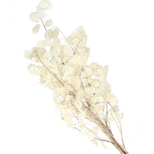 Droogbloem Lunaria 90cm