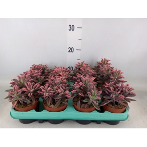 Kalanchoe NF tubiflora