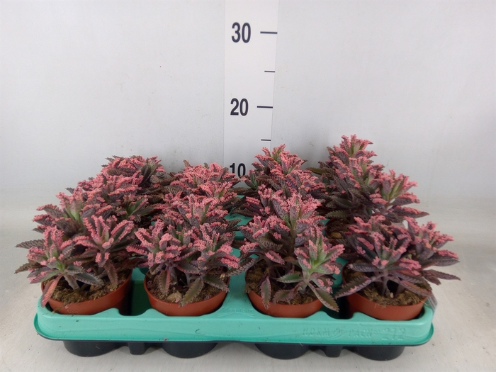 <h4>Kalanchoe NF tubiflora</h4>