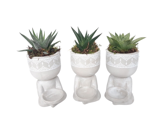 <h4>Arr.   Kamerplant Groen L%</h4>