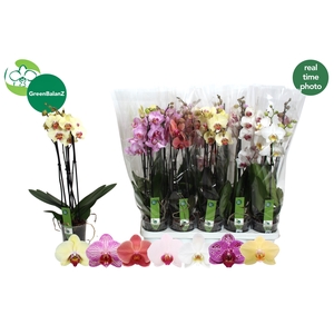 PHAL GEM 7 KL