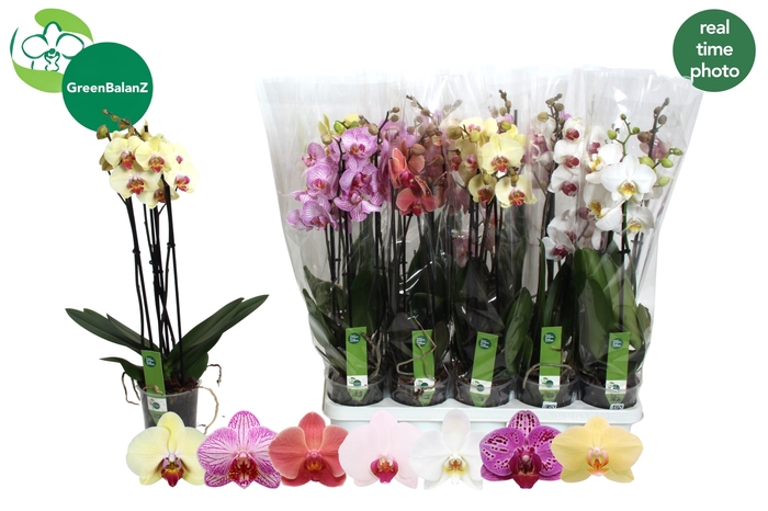 <h4>PHAL GEM 7 KL</h4>