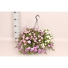 Hangpotten 23 cm Calibrachoa Mix Cafe de Paris