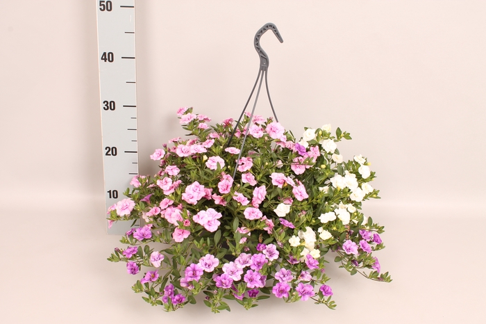 Hangpotten 23 cm Calibrachoa Mix Cafe de Paris
