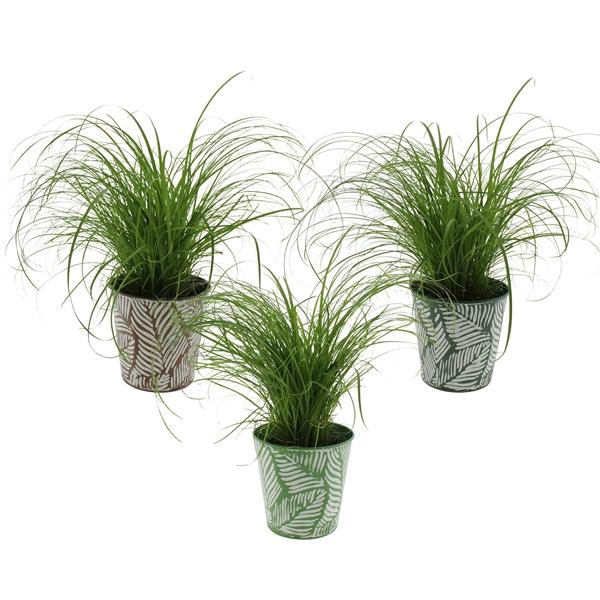 <h4>Cyperus alternifolius 'Zumula'</h4>