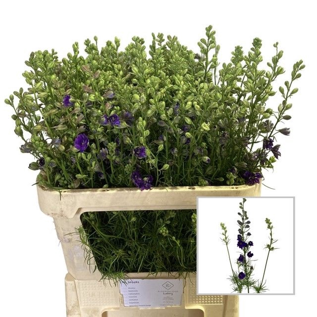 <h4>Delph Ridder Dark Blue Bloemenliefde</h4>