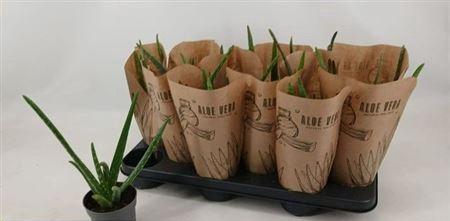 <h4>Aloe Vera</h4>