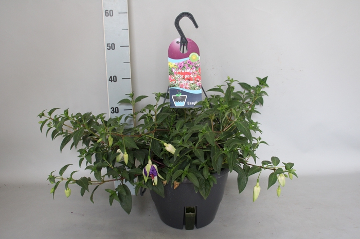 <h4>Hangpotten 27 waterreservoir Fuchsia Giant Blue Angel</h4>